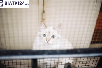 Siatki Grajewo - Zabezpieczenie balkonu siatką - Kocia siatka - bezpieczny kot dla terenów Grajewa