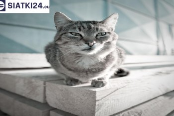 Siatki Grajewo - Siatka na balkony dla kota i zabezpieczenie dzieci dla terenów Grajewa
